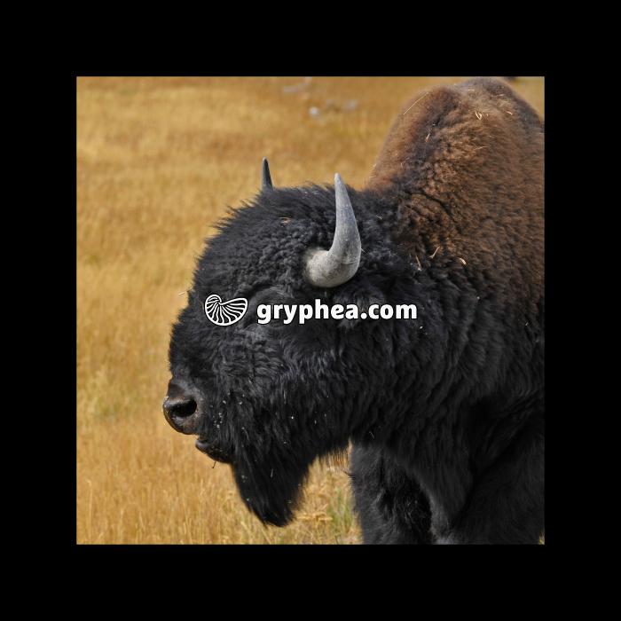 Portrait d'un Bison (Bison bison) (Yellowstone NP, USA) - gryphea.com